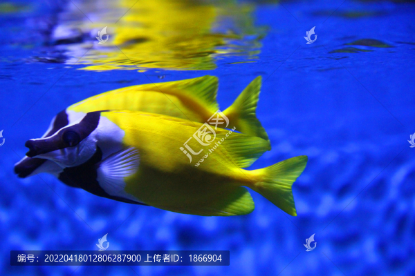 黃斑狐貍魚