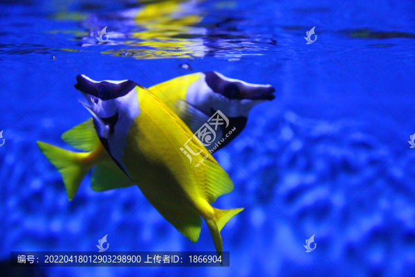 黃斑狐貍魚