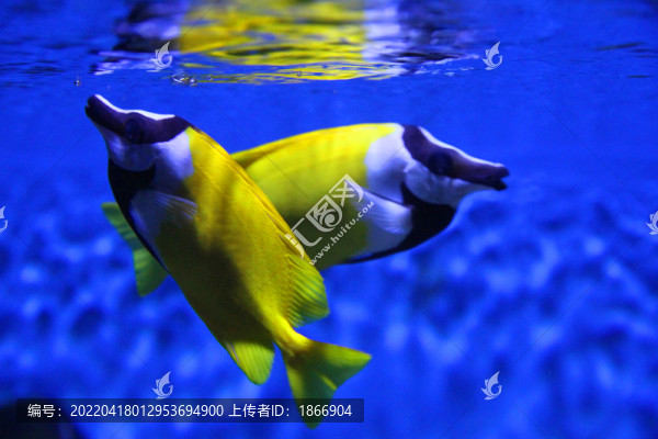 黃斑狐貍魚