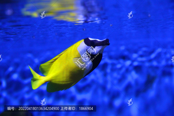 黃斑狐貍魚