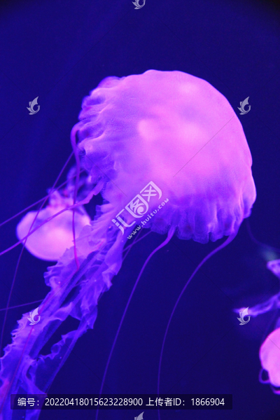 紫紋海刺水母