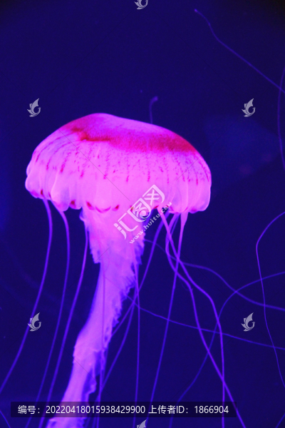 紫紋海刺水母