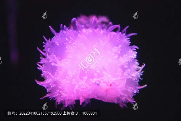 安朵先水母