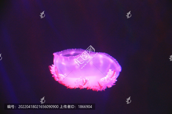 安朵先水母