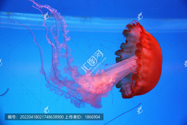 太平洋海刺水母