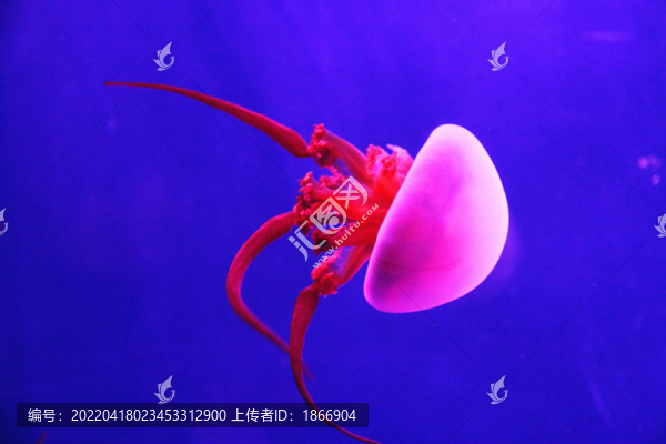 水母高清大圖