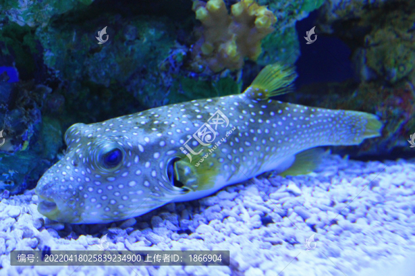 狗頭魚