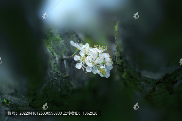 李花