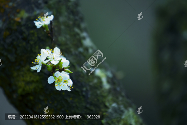 李花