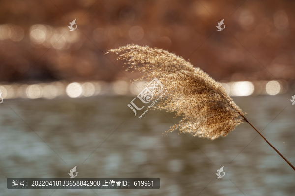蘆葦花