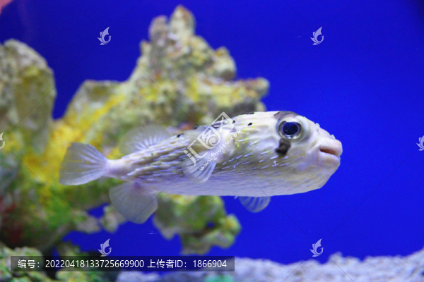 呆萌的刺鲀