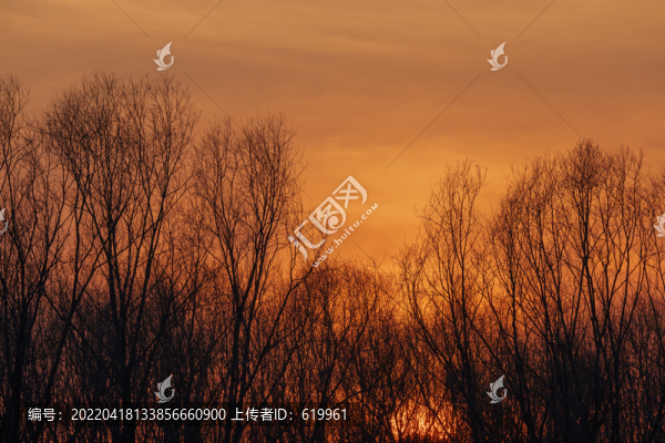 晚霞和樹林