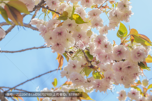 唯美櫻花