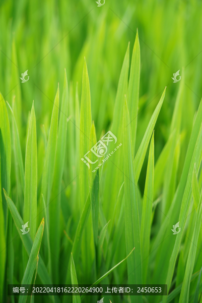 生機(jī)勃勃長(zhǎng)勢(shì)喜人的水稻苗特寫