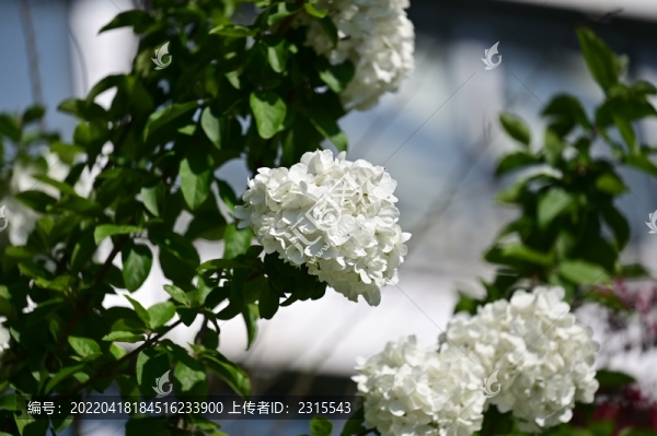 繡球花