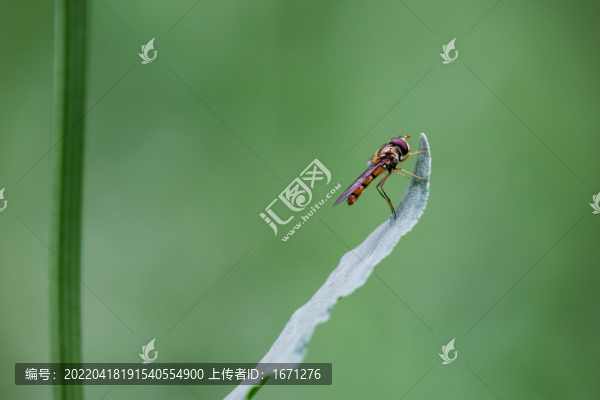食蚜蠅