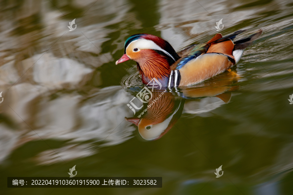 鴛鴦