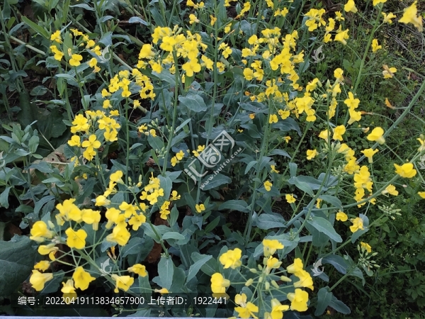 油菜花海