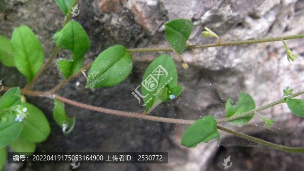附地菜