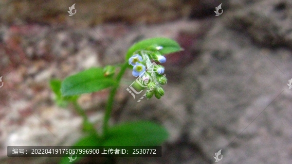 附地菜