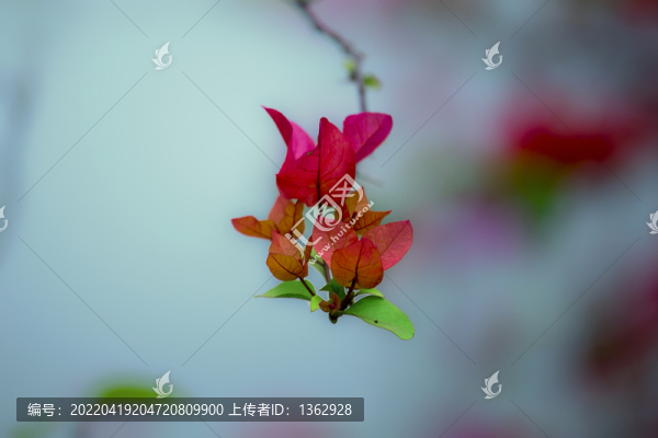 三角梅