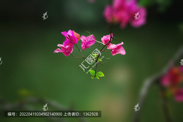 三角梅