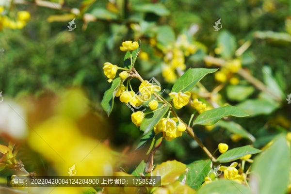 粉葉小檗