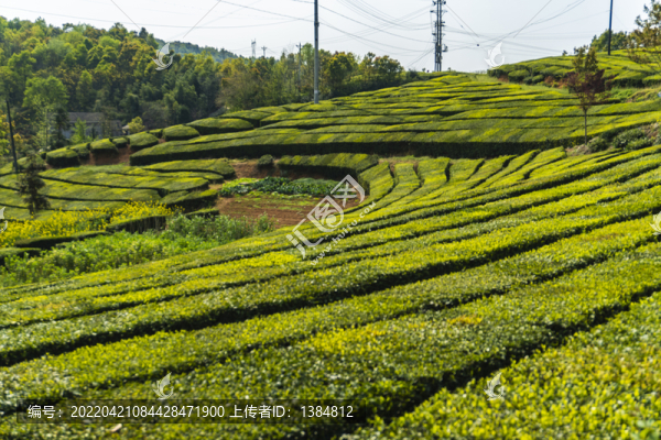 茶山茶園