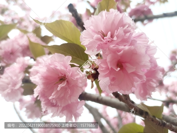 櫻花
