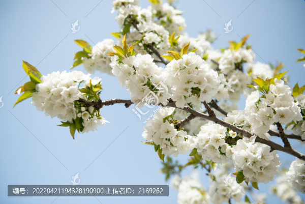 白色櫻花
