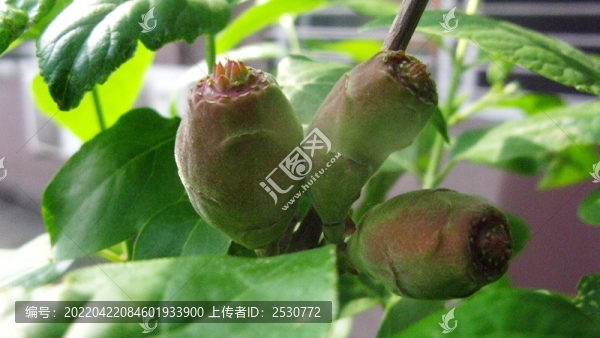 臘梅