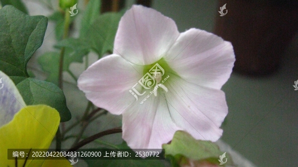 打碗花