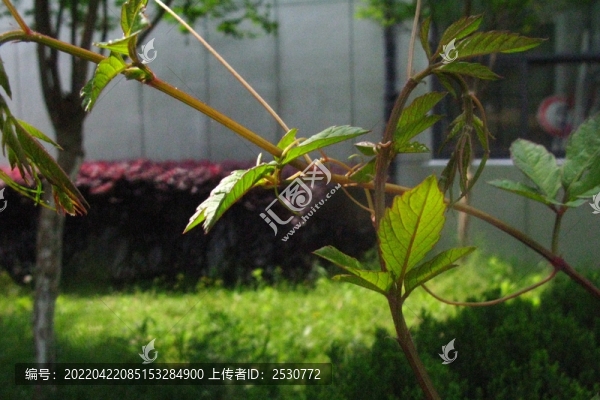 烏蘞梅