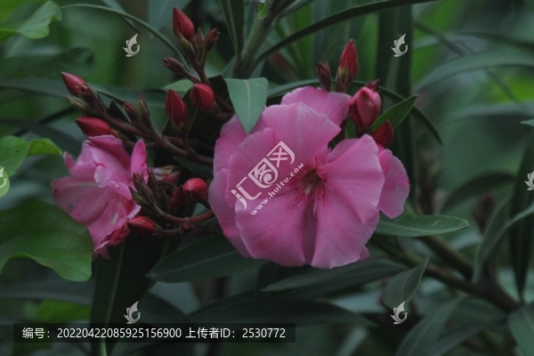 夾竹桃