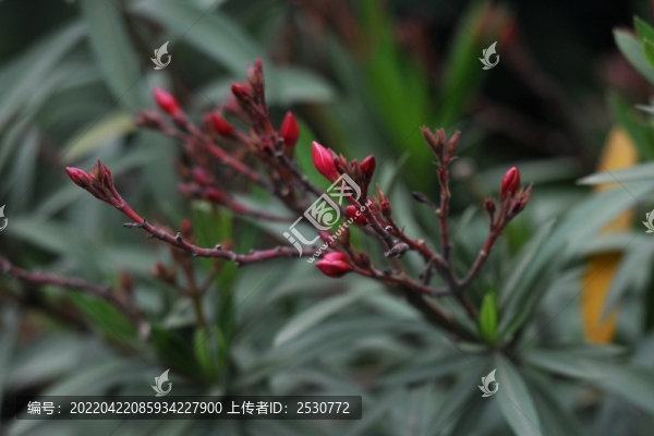 夾竹桃