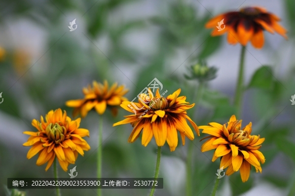 黑心金光菊