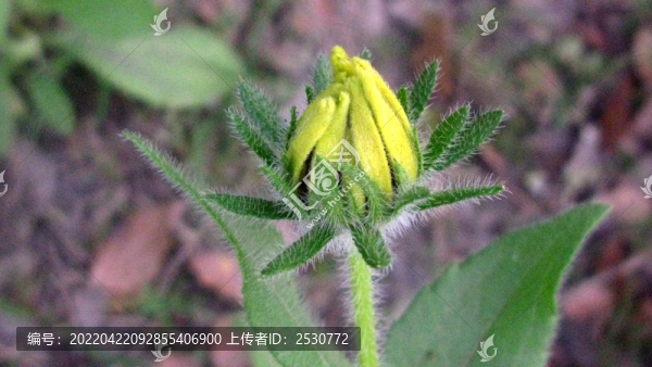 黑心金光菊