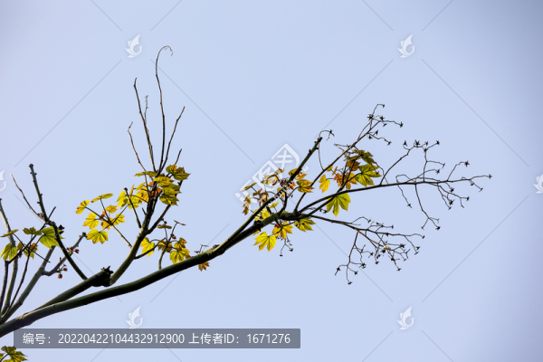 新芽