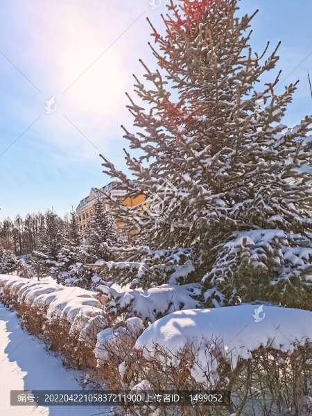 春天的雪掛