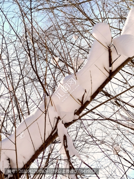 春天的雪掛