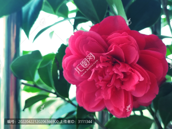紅色山茶花
