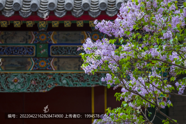 丁香
