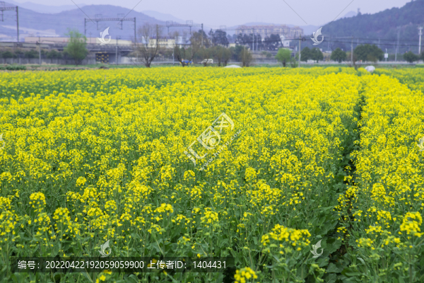 田里的油菜花