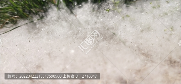 柳絮
