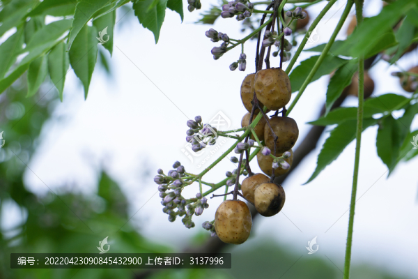 苦楝