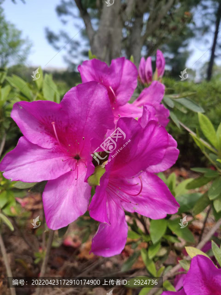 粉色的杜鵑花