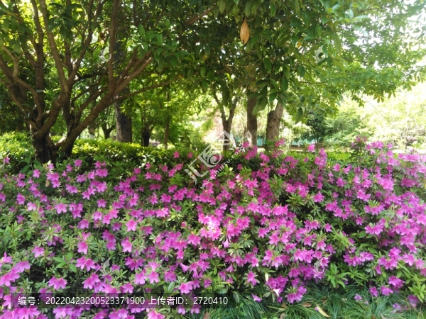 杜鵑花