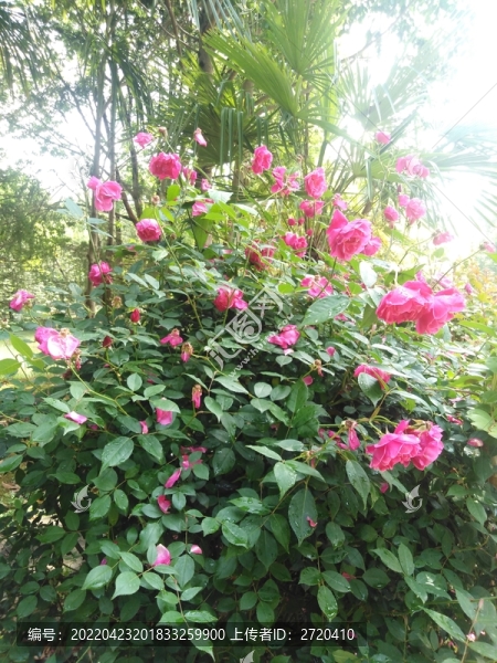 月季花