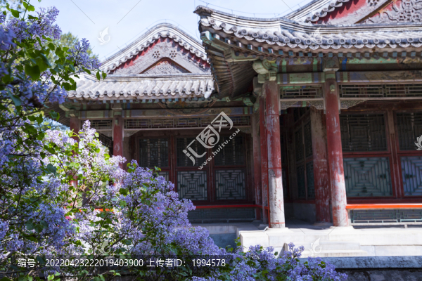 丁香
