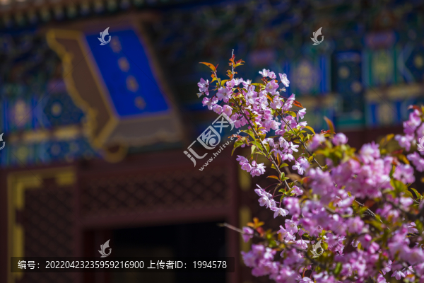 櫻花